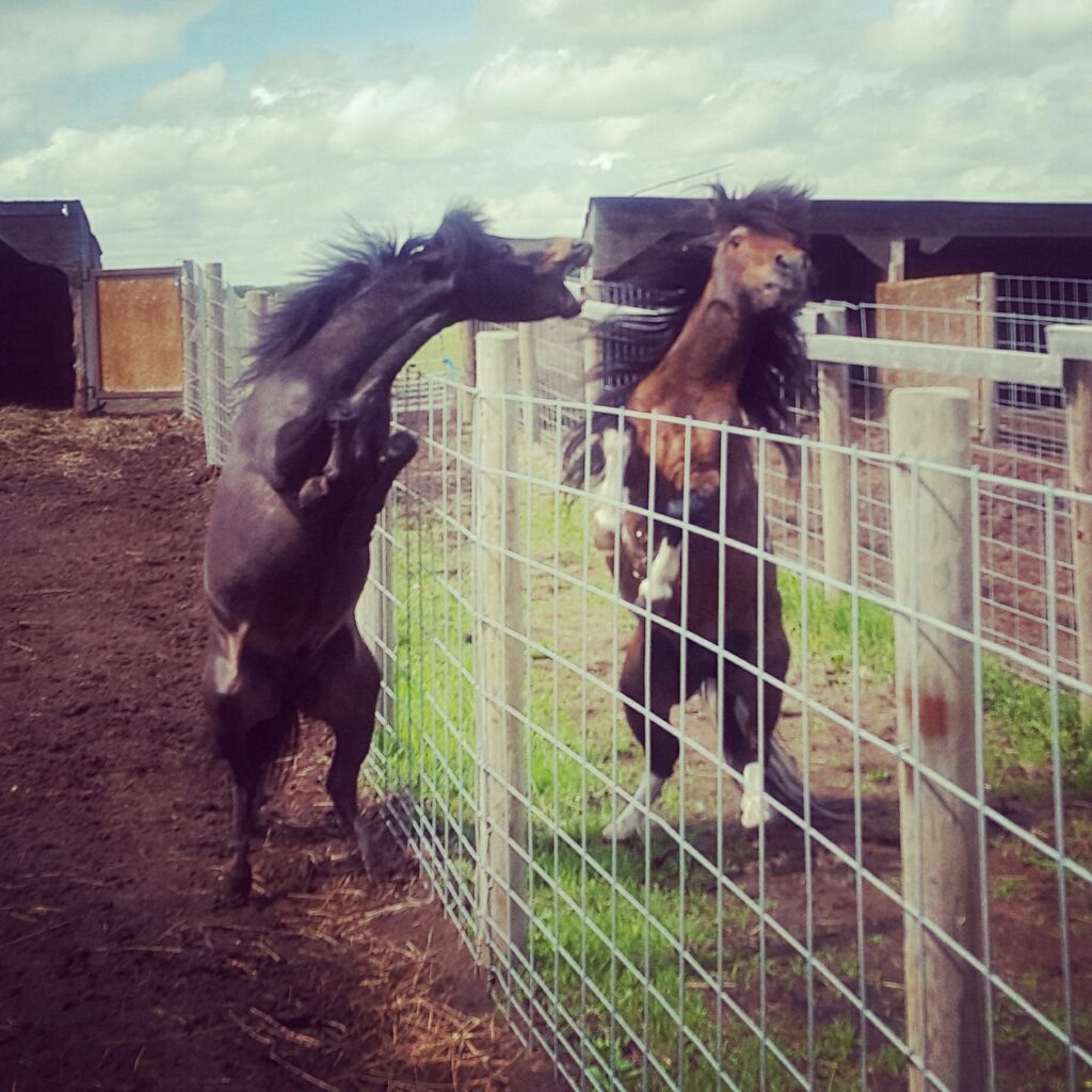 Dealing With Aggression in Miniature Horses Miniature Horsemanship