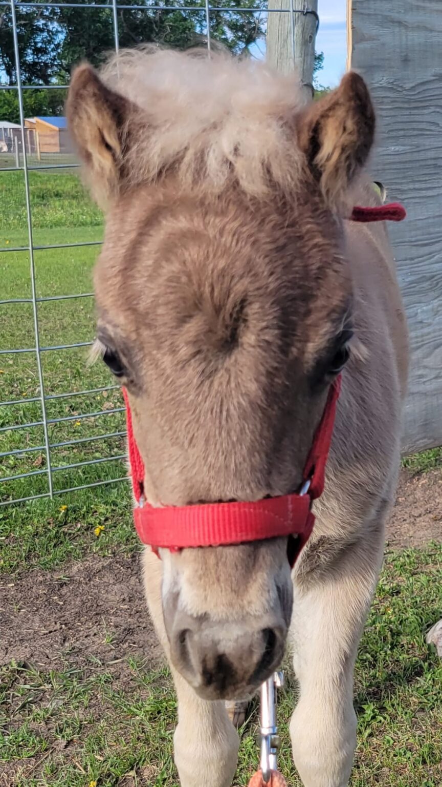 Classes Miniature Horsemanship